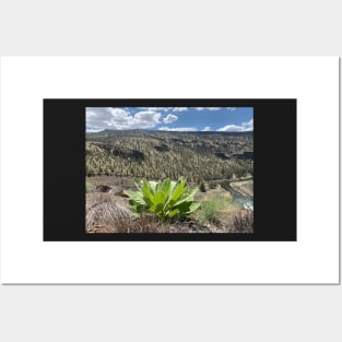 Woolly Mullien on the Sagebrush Juniper Steppe High desert Posters and Art